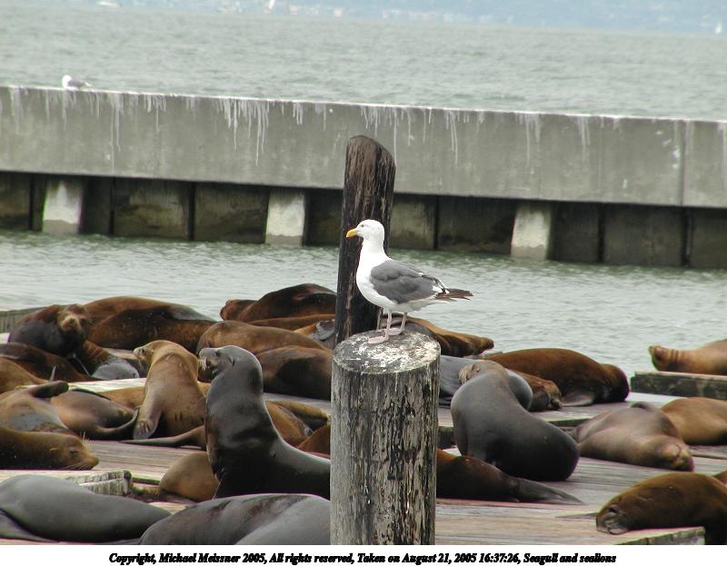 Seagull and sealions