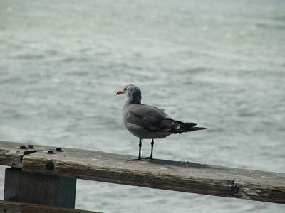 Seagull #4