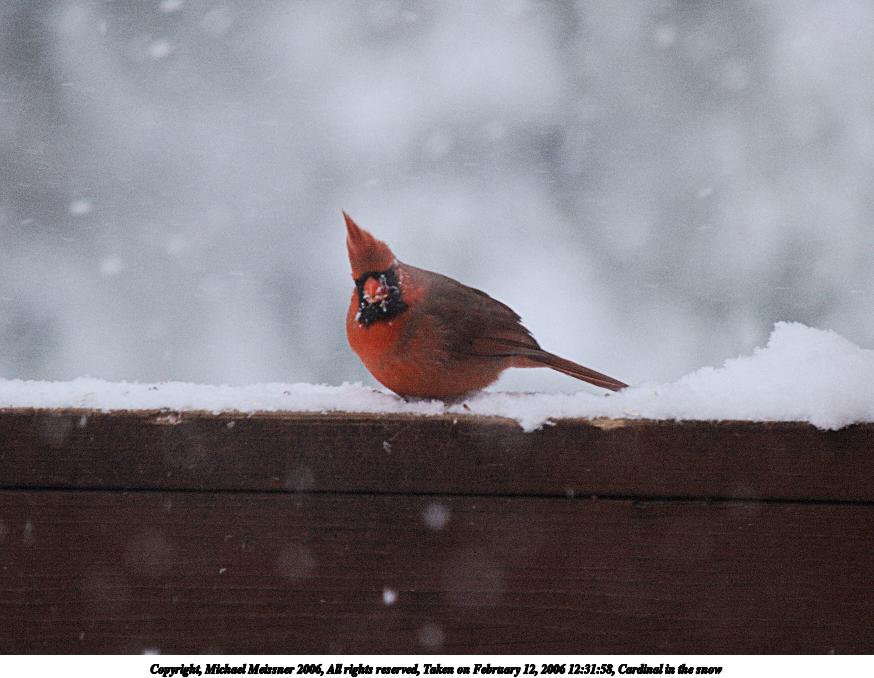 Cardinal in the snow #2