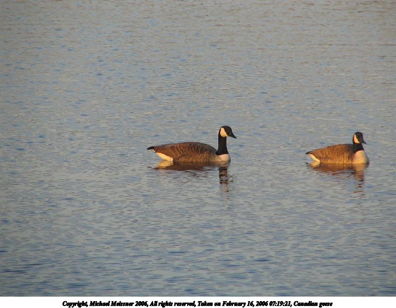 Canadian geese #3