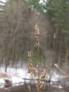 Winter stalk