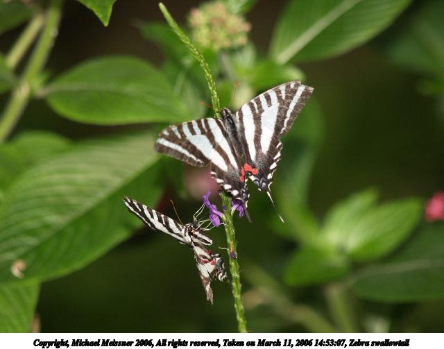 Zebra swallowtail #2