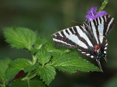 Pale swallowtail butterfly