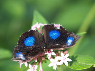 Butterfly #12