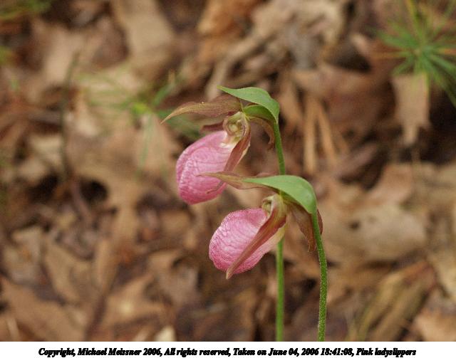 Pink ladyslippers #2