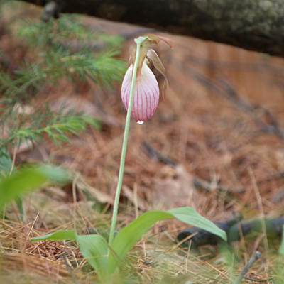 Pink ladyslipper with water droplet