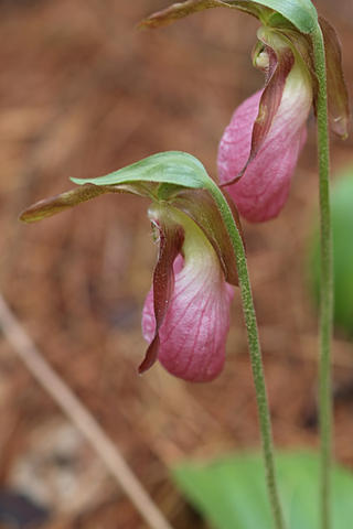 Pink ladyslippers