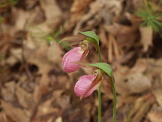 Pink ladyslippers #2