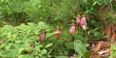 Patch of ladyslippers