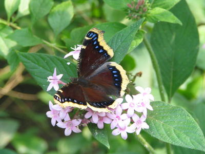 Mourning cloak butterfly #2