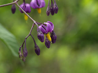 Unknown purple flower #2