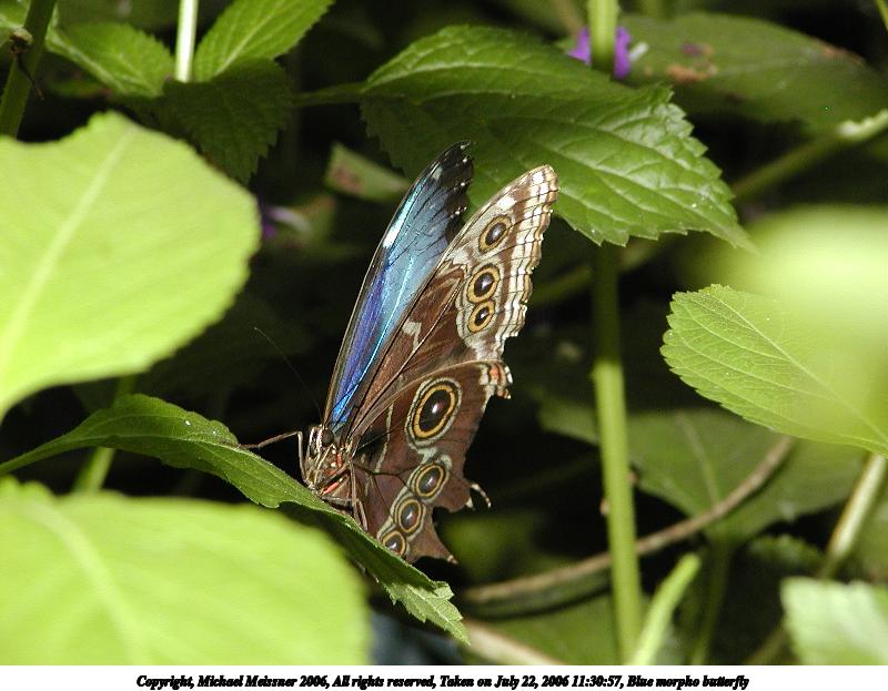 Blue morpho butterfly #2