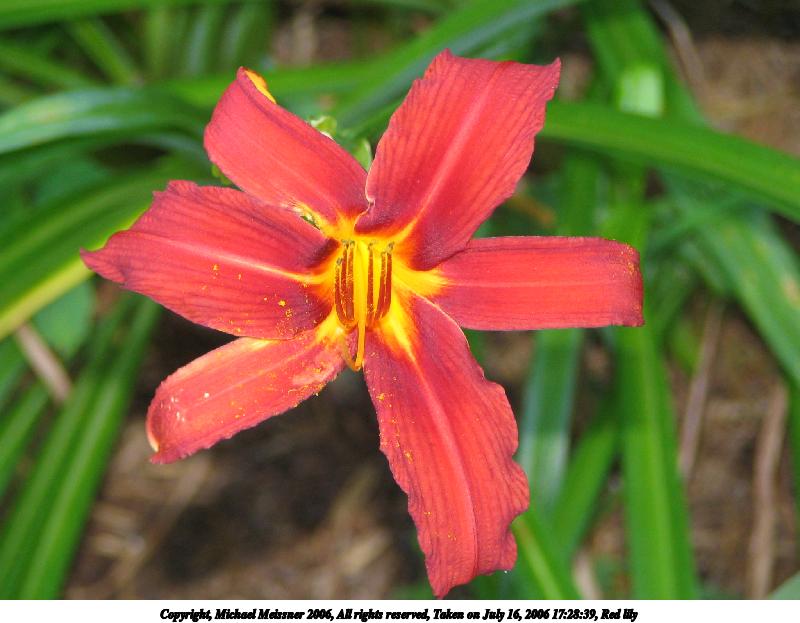Red lily #2