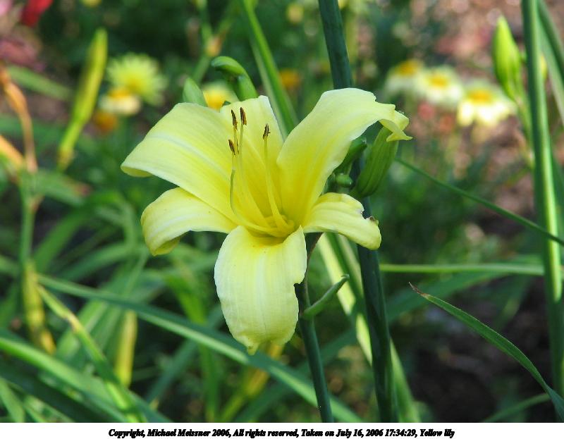 Yellow lily #3