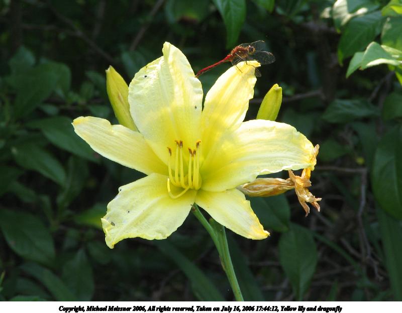 Yellow lily and dragonfly