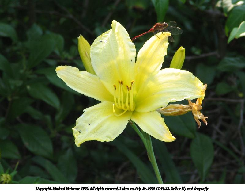 Yellow lily and dragonfly #2