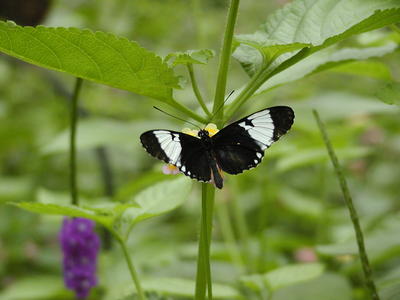 Butterfly #5