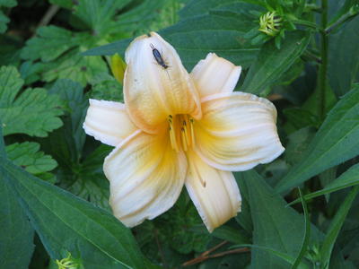 Yellow lily and bug