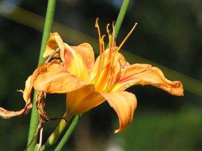 Orange lily #2