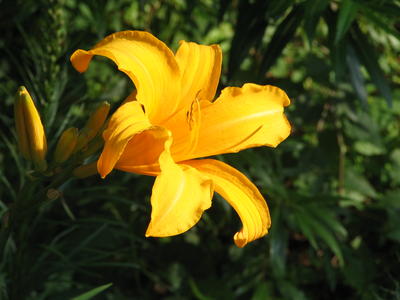 Yellow lily #5