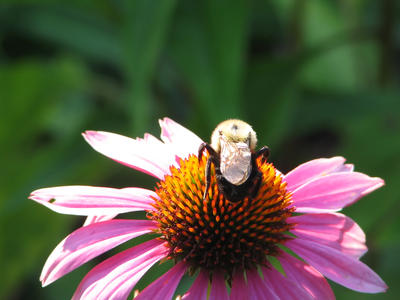 Bee on painted daisy