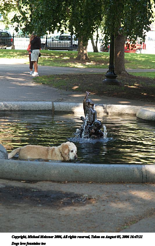 Dogs love fountains too