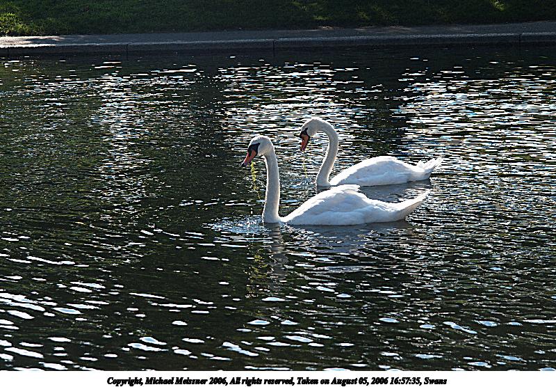 Swans #3