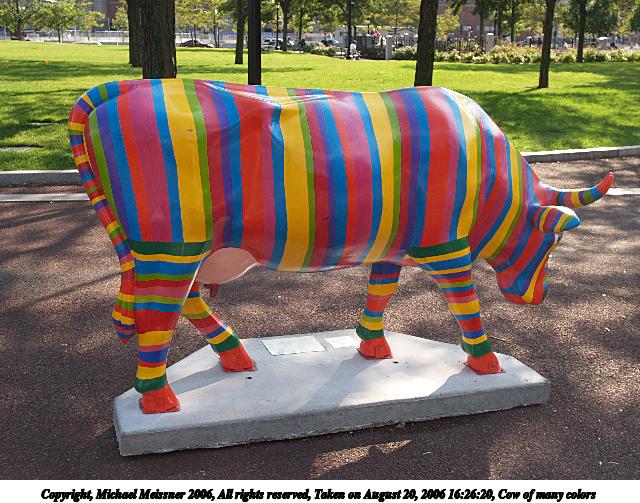 Cow of many colors