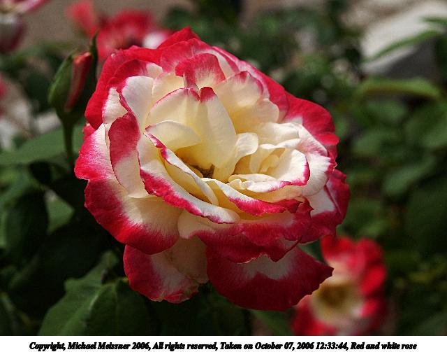 Red and white rose #2