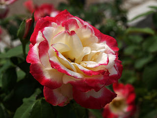 Red and white rose #2