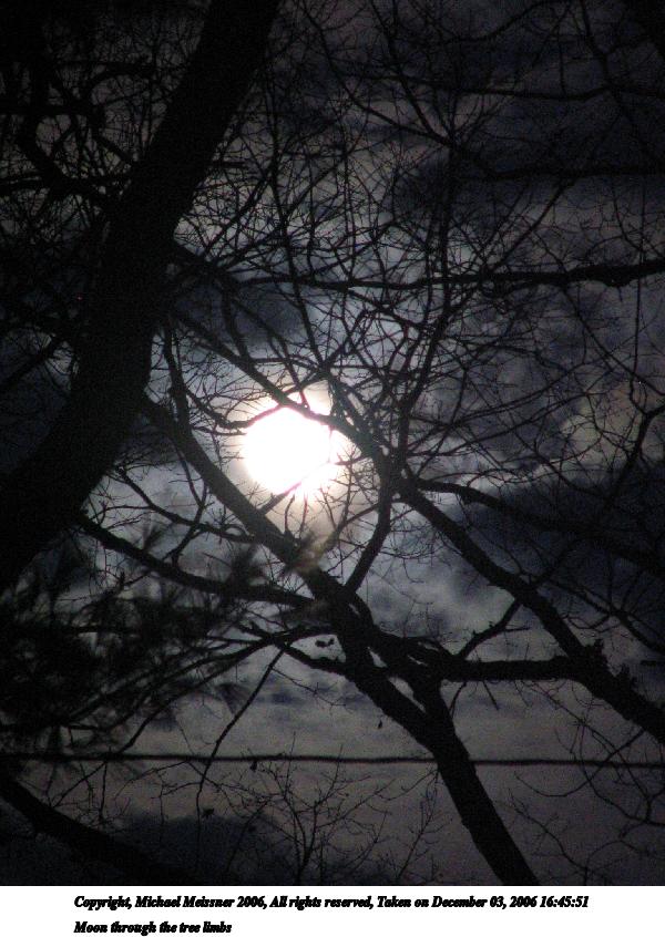 Moon through the tree limbs