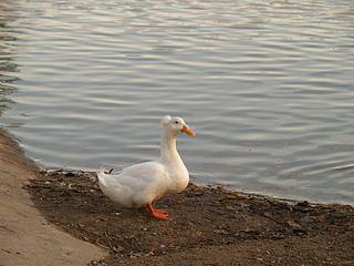 Duck with headpiece