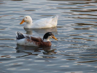 Ducks #2
