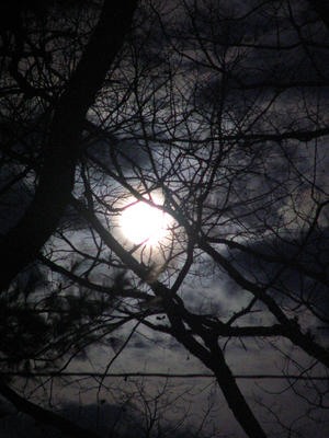 Moon through the tree limbs