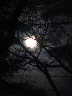 Moon through the tree limbs #2