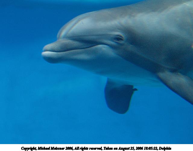 Dolphin #2