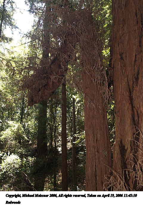 Redwoods #5