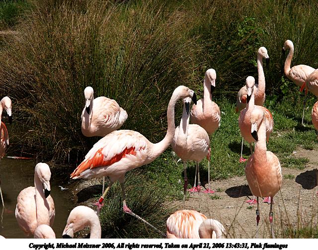 Pink flamingos #3