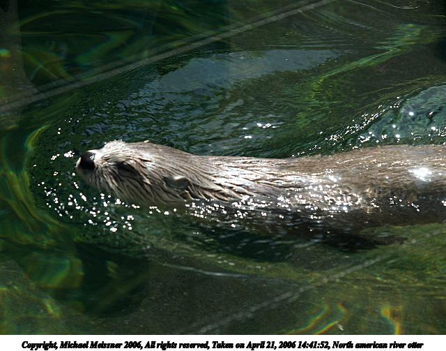 North american river otter #3