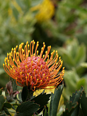 Pincushion flower #2