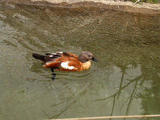 Mandarin duck #2