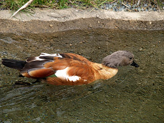 Mandarin duck #3