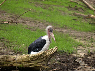 Marabou stork #2