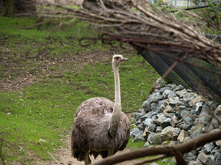 Ostrich #2