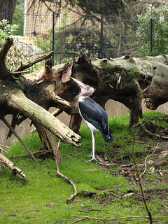 Marabou stork #3