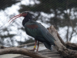 Waldrapp ibis