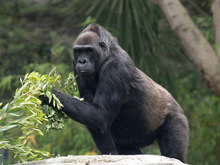 Western lowland gorilla #2