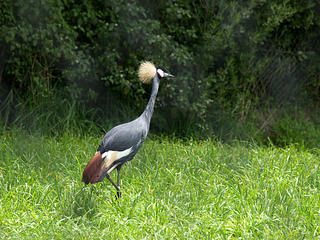 East African crowned crane #2