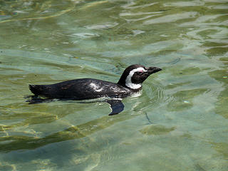 Magellanic penguin #2