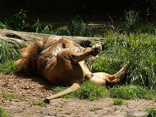 Lion in repose